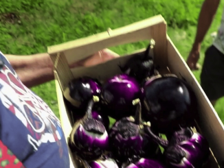 Cuisine : l’aubergine, star de l’été méditerranéen
Les équipes de France 2 vous emmènent dans les Alpes-Maritimes pour y célébrer un fruit, considéré comme un légume. Il s’agit de l’aubergine.