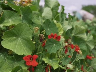 Gastronomie : la capucine, une fleur poivrée à déguster
Le 13 Heures Découverte vous emmène toute la semaine découvrir des petits plats à base de fleurs. Mercredi 21 juin, direction le Perche, où depuis deux ans un couple cultive la capucine. Sa saveur et ses couleurs en font un ingrédient de choix.