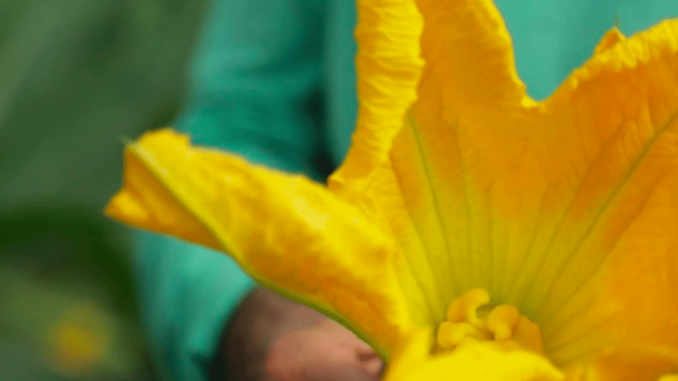 Gastronomie : en Italie, la fleur de courgette fait le bonheur des gourmets
Mardi 20 juin, le 13 Heures livre les secrets d'une spécialité italienne. : les beignets aux fleurs de courgettes. Certains chefs utilisent aussi ce légume pour faire des glaces. Reportage à Rome.