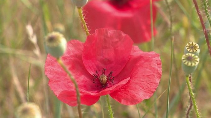 Gastronomie : le coquelicot, une fleur au goût surprenant
Méconnu du grand public en matière de gastronomie, le coquelicot est pourtant une fleur comestible. Des pétales aux graines, tout se mange, sauf la tige