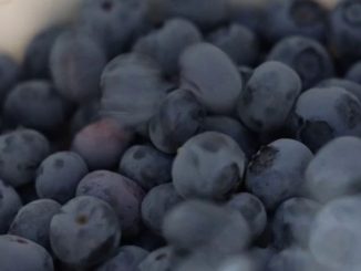 Gastronomie : en Alsace, la myrtille se déguste en tarte flambée
Dans le cadre de sa rubrique "Les petits plats dans l'écran", le 13 Heures met en avant un produit de saison, un producteur et une recette concoctée avec amour en cuisine. Direction l'Alsace, où les myrtilles de la famille Brandt se dégustent sur une tarte flambée confectionnée par la restauratrice Isabelle Roth.