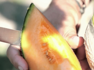 Gastronomie : le melon, la fraîcheur de l’été
La rubrique "Les petits plats dans l'écran" du samedi 24 juin se rend dans le sud de la France. Direction le Lubéron, afin de déguster le melon .