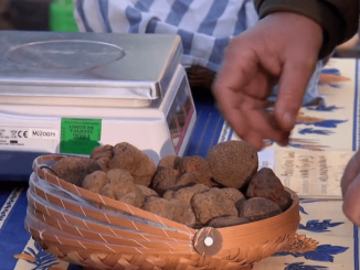 Gastronomie : les splendeurs de la truffe noire mises en avant au marché d’Aups
Le 13 Heures du jeudi 15 décembre vous emmène à la découverte de la cité de la truffe aux portes du Parc du Verdon à Aups. Un magnifique village provençal où se tient le marché de la truffe. Cette année, elles sont plus rares mais de grande qualité.