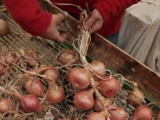 Gastronomie : l'indémodable soupe à l'oignon bretonne
Le 13 Heures vous invite cette semaine à découvrir les meilleures recettes d'hiver. Pour se mettre en appétit, lundi 19 décembre, la soupe à l'oignon. Direction Roscoff dans le Finistère, où l'oignon est roi.