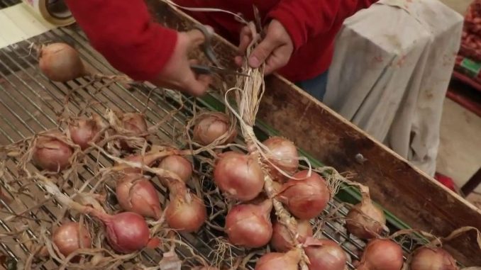 Gastronomie : l'indémodable soupe à l'oignon bretonne
Le 13 Heures vous invite cette semaine à découvrir les meilleures recettes d'hiver. Pour se mettre en appétit, lundi 19 décembre, la soupe à l'oignon. Direction Roscoff dans le Finistère, où l'oignon est roi.