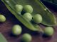 Que faire avec des cosses de petit pois ?