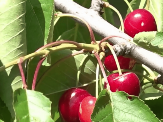 Gastronomie : la cerise, un avant-goût d’été
Comme chaque samedi, la série "Les petits plats dans l’écran" du 13 Heures présente un produit de saison. La star du samedi 10 juin : la cerise, avec sa chair vermillon.