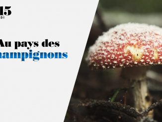 "13h15 le samedi". Au pays des champignons
Une promenade boisée pour une chasse aux champignons autour du village de Saint-Bonnet-le-Froid, dans le département de la Haute-Loire...