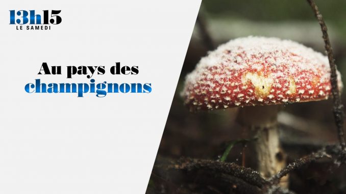 "13h15 le samedi". Au pays des champignons
Une promenade boisée pour une chasse aux champignons autour du village de Saint-Bonnet-le-Froid, dans le département de la Haute-Loire...