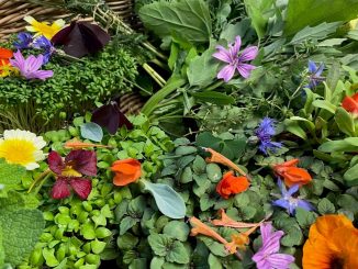 Les plantes sauvages retrouvent leur aura