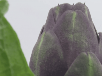 Gastronomie : l’artichaut, légume de saison en Bretagne
Comme chaque samedi, le 13 Heures met à l’honneur un légume. Samedi 5 août, les équipes de France 2 présente les artichauts, dont c’est la pleine saison notamment en Bretagne.
