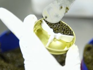 Gastronomie : la Chine, le nouveau pays du caviar
Le premier producteur mondial de caviar, loin devant la Russie, est la Chine. Plus de 200 tonnes ont été produites en 2022 dans des bassins d'élevage, près du lac Qiandao.