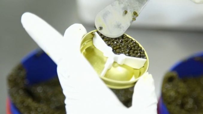 Gastronomie : la Chine, le nouveau pays du caviar
Le premier producteur mondial de caviar, loin devant la Russie, est la Chine. Plus de 200 tonnes ont été produites en 2022 dans des bassins d'élevage, près du lac Qiandao.