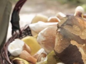 Gastronomie : la cueillette des cèpes a déjà commencé
Après les pluies de l'été, les cèpes sont en avance de 15 jours. Un bonheur pour les adeptes de champignons.