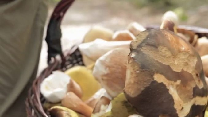 Gastronomie : la cueillette des cèpes a déjà commencé
Après les pluies de l'été, les cèpes sont en avance de 15 jours. Un bonheur pour les adeptes de champignons.