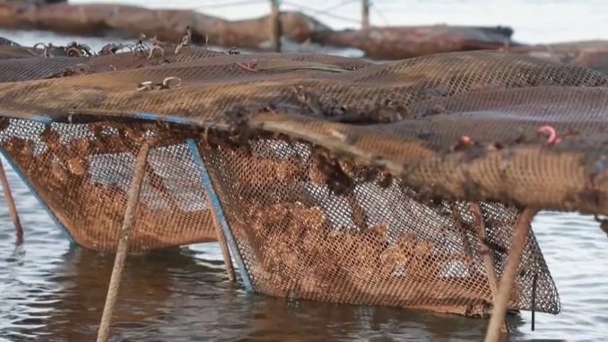 Gastronomie : les huîtres d'Irlande du Nord, des perles à découvrir
L'Irlande du Nord produit près de 400 tonnes d'huitres par an. Elles seraient, dit-on, d'une beauté et d'une qualité incomparable.