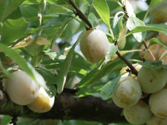 Gastronomie : la mirabelle, le fruit d’or de la Lorraine
C’est la saison de la mirabelle. Cette année, elles sont bien sucrées et juteuses. Puisque la fête de la mirabelle vient de débuter à Metz, le 13 Heures a décidé de la mettre à l’honneur dans sa rubrique "Les petits plats dans l’écran" du samedi 19 août.