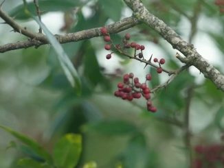 Gastronomie : le poivre de Timut, la baie fruitée du Népal
Cap sur le Népal, sur les traces du poivre de Timut. Ce produit d'exception, aux notes d'agrume, peut même s'utiliser en dessert.