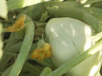 Gastronomie : le pâtisson, un légume inconnu du potager
Le 13 Heures du lundi 21 août vous propose de partir à la découverte d'un légume souvent méconnu du potager : le pâtisson. Pour les producteurs, le mois d'août signe la pleine saison de cette courge ronde et blanche qui peut inspirer les grands chefs étoilés.