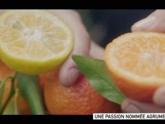 Vidéo
Pyrénées-Orientales : à la découverte d’un domaine où deux "agrumiculteurs" cultivent près de 800 variétés rares d’agrumes
Kumquat, mandarine géante, combawa, main de Bouddha, yuzu, bergamote, pamplemousse chinois, orange chocolat… Ces agrumes aux noms savoureux sont cultivés par un duo d'experts dans un merveilleux éden méridional… Extrait du magazine "20h30 en fêtes" du 24 décembre 2022.