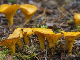 "Champignon" : le roi des assiettes de l'automne