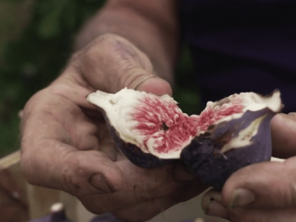 Gastronomie : la figue, douceur de la fin de l’été
Le 13 Heures continue la série “Les petits plats dans l’écran”. Samedi 16 septembre, les équipes de France 2 sont allées découvrir la figue.