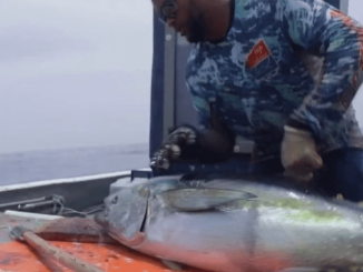 Guadeloupe : à la découverte du thon à ailes jaunes, de la pêche à l’assiette
Pour la rubrique "Les petits plats dans l'écran", samedi 2 septembre, cap sur la Guadeloupe à la découverte d’un produit de saison : le thon à ailes jaunes. Reportage en Guadeloupe.