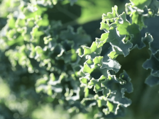 Gastronomie : le chou kale revient en force dans les assiettes
Samedi 14 janvier, le 13 Heures vous fait redécouvrir le chou kale à Graveson, dans les Bouches-du-Rhône. Les sols argileux conviennent bien à la culture du légume, dont les vertus nutritives ont permis de sortir de l'oubli.