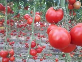 "Tomate", dont la saison tire à sa fin
