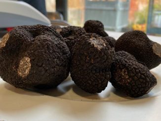"Truffe", dont la pleine saison commence