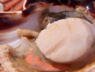 Seine-Maritime : la saison des coquilles Saint-Jacques démarre en douceur
Les coquilles Saint Jacques sont de retour sur les étals de marché en Bretagne et en Normandie. Reportage à Dieppe, en Seine Maritime.