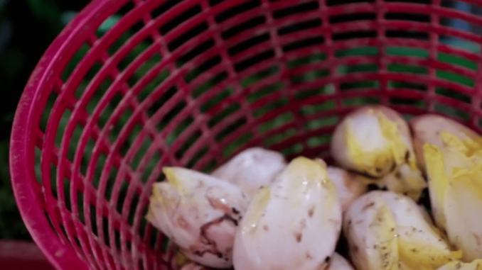 Gastronomie : quand l’endive est mise à l’honneur en cuisine
Samedi 28 janvier, le 13 Heures vous parle d’un produit de saison : l’endive. Mais pas n'importe laquelle, l'endive de pleine terre, une culture très exigeante. Reportage en Bretagne, près de Rennes.