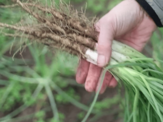 Gastronomie : la revanche du salsifis
Dans la rubrique "Les petits plats dans l'écran" du 13 Heures du samedi 18 février, le salsifis est mis à l’honneur, même s’il ne fait pas l’unanimité. Mais il suffit d'une recette savoureuse pour changer d'avis.