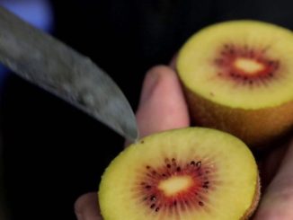Agriculture : à la découverte du kiwi rouge
Le 13 heures de France 2 vous emmène dans le Lot-et-Garonne, pour découvrir une nouvelle variété de kiwi, le kiwi rouge cultivé dans des serres photovoltaïques.