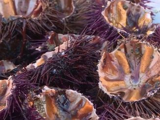 Bouches-du-Rhône : la saison des oursins bat son plein
La saison des oursins a débuté dans la région de Marseille. Les Oursinades de Sausset-les-Pins ont rassemblé des amateurs, dimanche 2 janvier, pour une dégustation dans une ambiance conviviale.