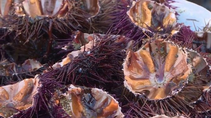 Bouches-du-Rhône : la saison des oursins bat son plein
La saison des oursins a débuté dans la région de Marseille. Les Oursinades de Sausset-les-Pins ont rassemblé des amateurs, dimanche 2 janvier, pour une dégustation dans une ambiance conviviale.