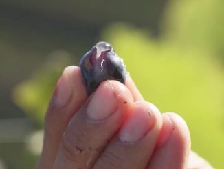 Portugal : à la découverte du vin de Porto
C’est au Portugal, dans la vallée du Douro, qu’est né le Porto, ce vin gourmand parfois devenu un produit de luxe. Le 13 heures de France 2 vous emmène à sa découverte.