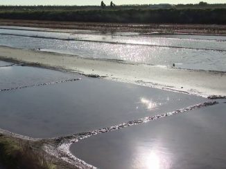 Île de Ré : une nouvelle appellation pour protéger le sel
Le sel de l'île de Ré est protégé par une indication géographique protégée (IGP), reconnue par l'Union européenne. Une joie pour les producteurs de sel.