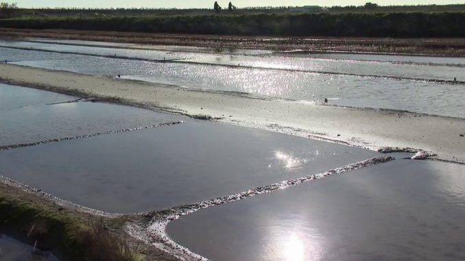Île de Ré : une nouvelle appellation pour protéger le sel
Le sel de l'île de Ré est protégé par une indication géographique protégée (IGP), reconnue par l'Union européenne. Une joie pour les producteurs de sel.