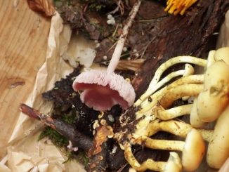 Alsace : Eguisheim, le village des champignons
Mercredi 8 novembre, le 13 Heures vous fait découvrir certaines des meilleures recettes de champignons. Direction Eguisheim, en Alsace, commune qui en a fait sa spécialité et où cuisiner le champignon est devenu un art.