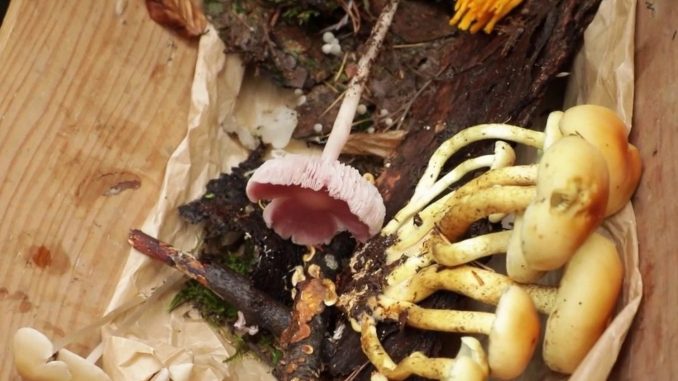 Alsace : Eguisheim, le village des champignons
Mercredi 8 novembre, le 13 Heures vous fait découvrir certaines des meilleures recettes de champignons. Direction Eguisheim, en Alsace, commune qui en a fait sa spécialité et où cuisiner le champignon est devenu un art.