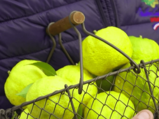 Gastronomie : à la découverte du yuzu, le citron du Soleil-Levant
Comme chaque samedi, le 13 Heures présente “Les petits plats dans l’écran”, qui met en avant un produit de saison. Samedi 4 novembre, les équipes de France 2 partent à la découverte du yuzu.