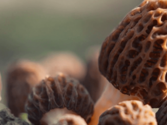 Gastronomie : la morille, le champignon gourmet du printemps
Pour sa série du week-end "Les petits plats dans l'écran", France Télévisions se penche sur un champignon fin et délicat : la morille. Reportage en Haute-Savoie, auprès de producteurs.