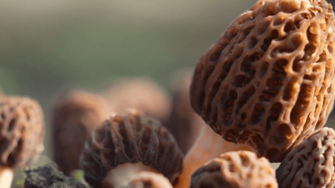 Gastronomie : la morille, le champignon gourmet du printemps
Pour sa série du week-end "Les petits plats dans l'écran", France Télévisions se penche sur un champignon fin et délicat : la morille. Reportage en Haute-Savoie, auprès de producteurs.