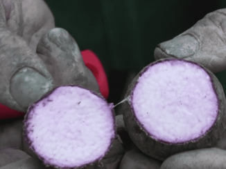 Gastronomie : l’igname, plante traditionnelle de la Nouvelle-Calédonie
Comme chaque samedi, le 13 Heures, dans sa série “Les petits plats dans l’écran”, présente un produit de saison. Samedi 11 novembre, direction la Nouvelle-Calédonie à la découverte de l’igname.