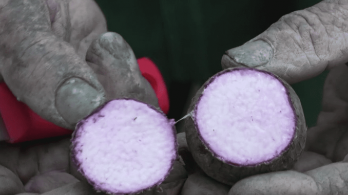 Gastronomie : l’igname, plante traditionnelle de la Nouvelle-Calédonie
Comme chaque samedi, le 13 Heures, dans sa série “Les petits plats dans l’écran”, présente un produit de saison. Samedi 11 novembre, direction la Nouvelle-Calédonie à la découverte de l’igname.