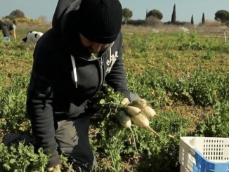 Gastronomie : les radis d'hiver sous toutes les coutures
La rubrique "Les petits plats dans l’écran" du samedi 11 mars vous emmène dans les Pyrénées-Orientales, pour une farandole de radis colorés. Ces radis d'hiver se déclinent à merveille dans l'assiette.