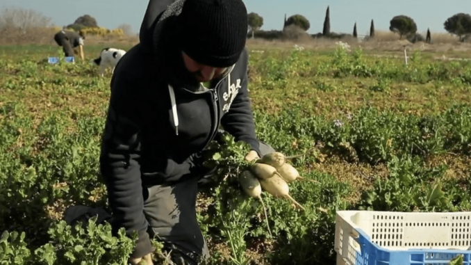 Gastronomie : les radis d'hiver sous toutes les coutures
La rubrique "Les petits plats dans l’écran" du samedi 11 mars vous emmène dans les Pyrénées-Orientales, pour une farandole de radis colorés. Ces radis d'hiver se déclinent à merveille dans l'assiette.