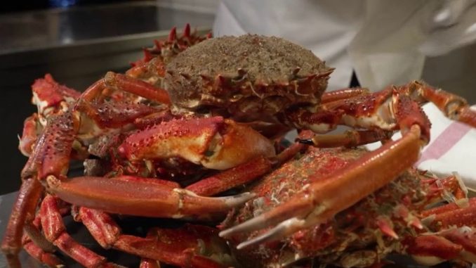 Gastronomie : la revanche de l'araignée de mer
À l'instar du crabe, l'araignée de mer est un être bien singulier. Si son cousin est davantage populaire, elle constitue néanmoins un ingrédient de choix pour les repas de fêtes.