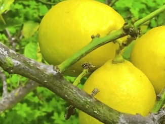 Alpes-Maritimes : à Menton, un citron utilisé pour de nombreuses recettes traditionnelles
Menton, dans les Alpes-Maritimes, est célèbre pour ses citrons. Les premières récoltes viennent tout juste de débuter. L'occasion de faire découvrir les meilleures recettes locales.